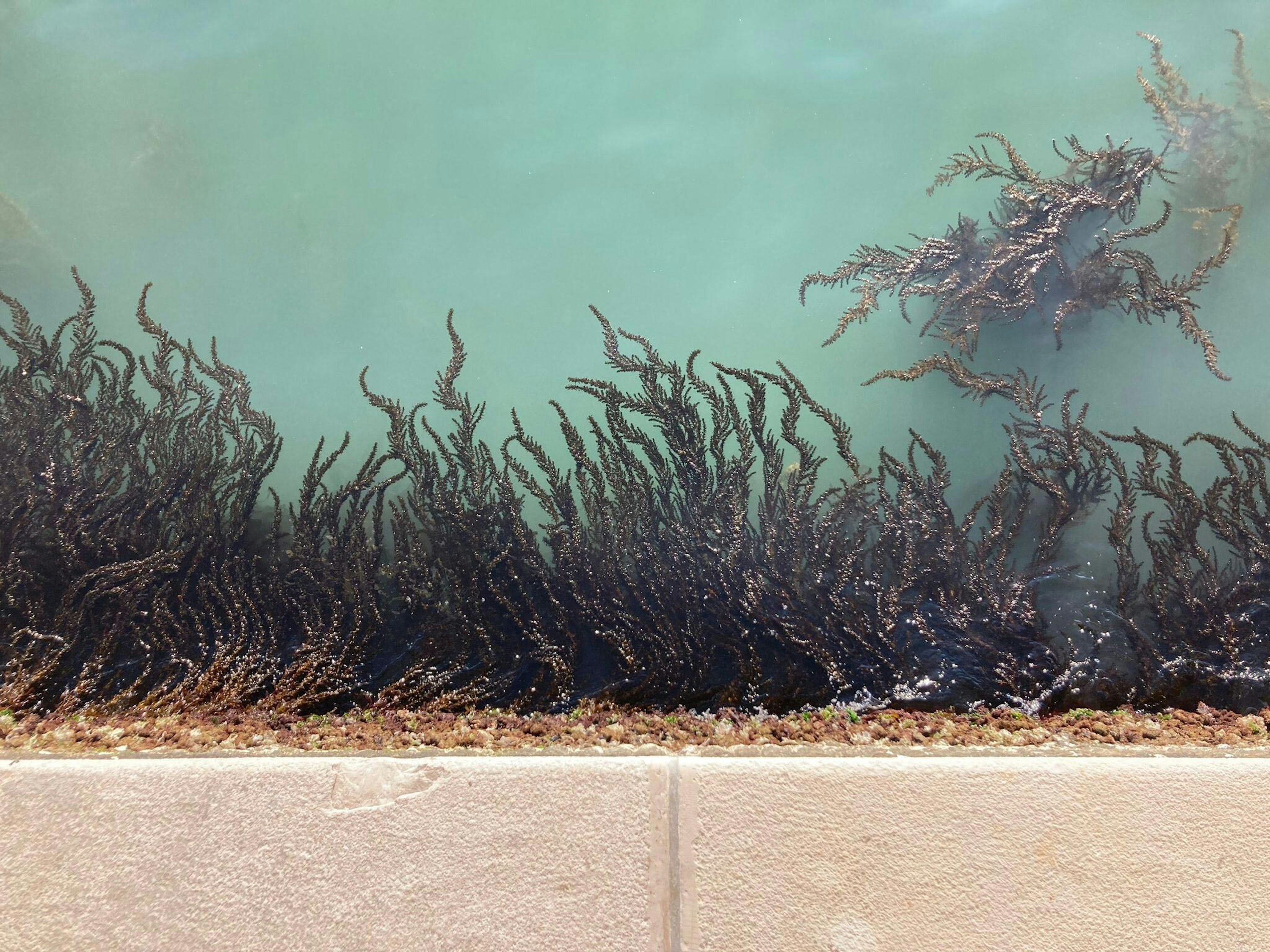 Somf 2025 european research prize armondi kercuku proposal 01